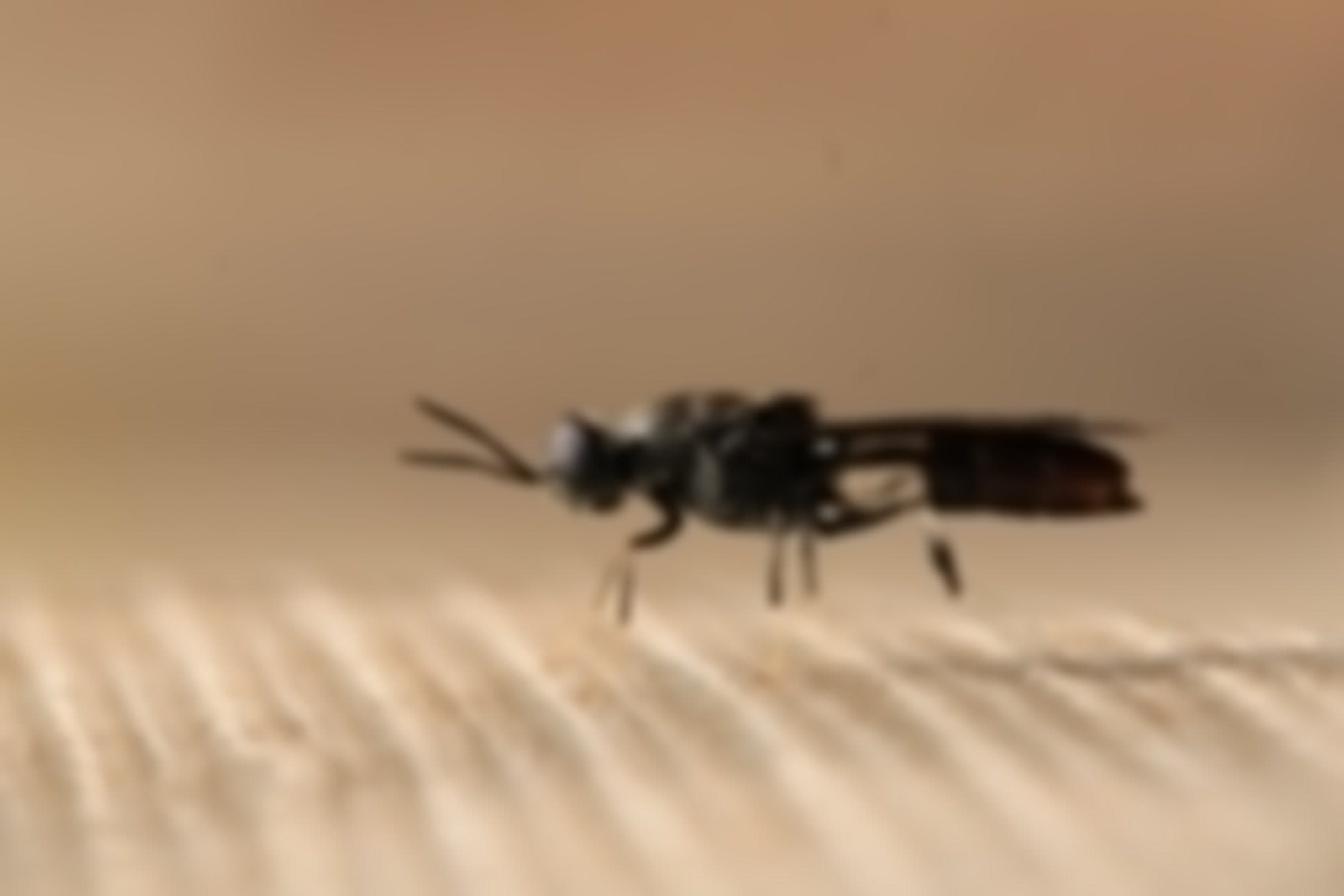 KARIBU INSECTIPRO